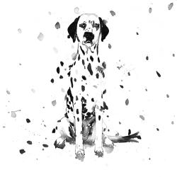 Chien dalmatien