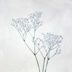 Baby's-breath flowers