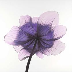 Beautiful anemone purple flower