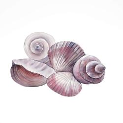 Seaside shells
