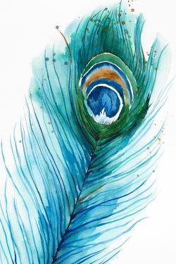 Long peacock feather