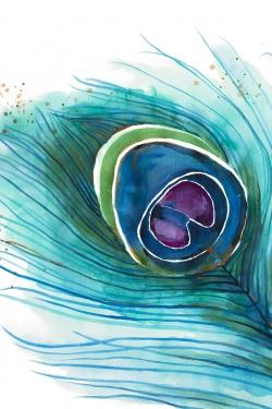 Peacock feather closeup
