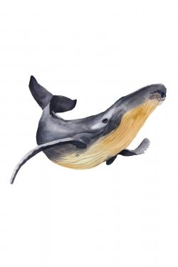 Baleine bleue aquarelle