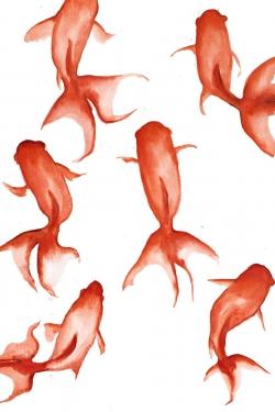 Petits poissons rouge