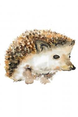 Hérisson à l'aquarelle