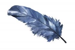Blue feather