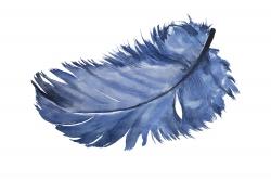 Plume bleue à l'aquarelle