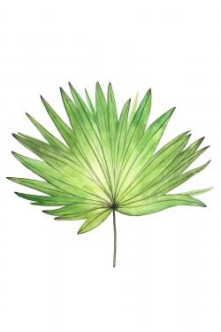 Petticoat palm