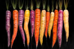 Variétés de carottes