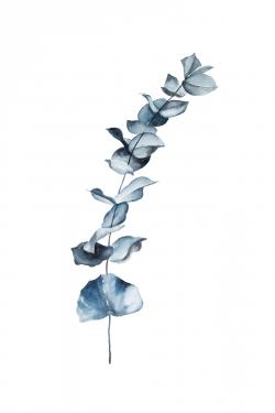 Feuilles d'eucalyptus bleu