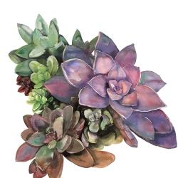 Plant de succulents