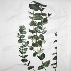 Eucalyptus stems