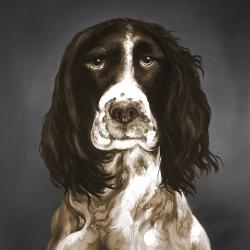 Springer spaniel anglais brun