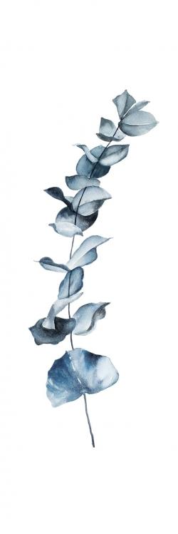 Eucalyptus blue leaves