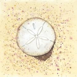 Dollars des sables