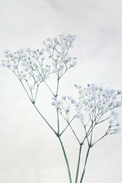 Baby's-breath flowers