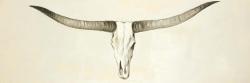 Crâne de vache à longues cornes