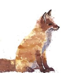 Red fox