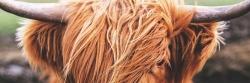 Portrait highland cow