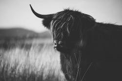 Belle vache highland monochrome