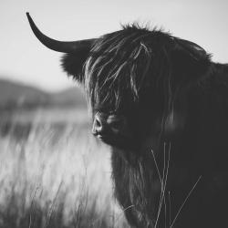 Beautiful monochrome highland cow