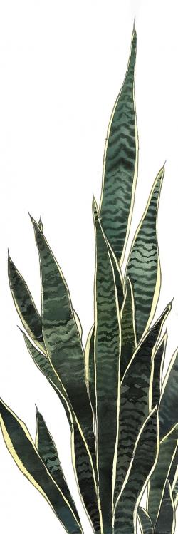 Plante couteau