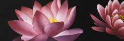 Motif de fleur de lotus