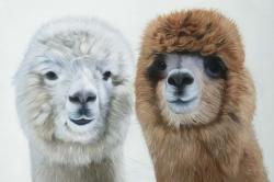 Two lamas