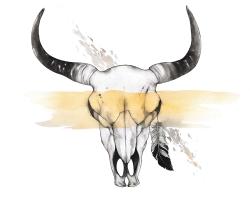 Cow skull with feather