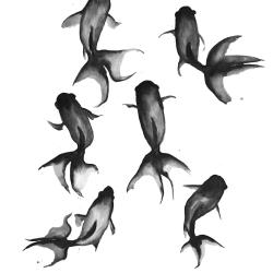Black fishes