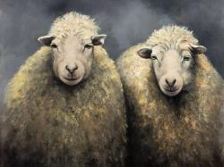 Wool sheeps