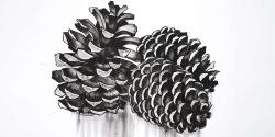 Three small pine cones