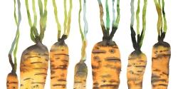 Watercolor carrots