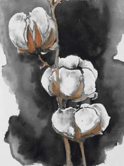 Fleurs de cotton