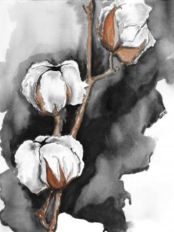 Fleurs de cotton sur fond noir