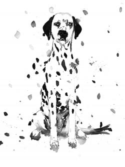 Chien dalmatien