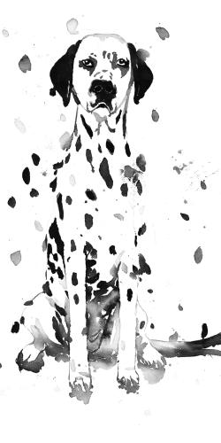 Chien dalmatien