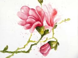 Magnolia flowers