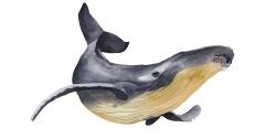 Baleine bleue aquarelle