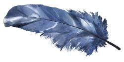 Blue feather
