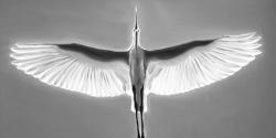 Great blue heron in flight - bird