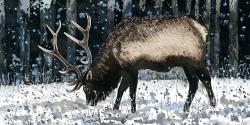 Caribou dans la forêt d'hiver