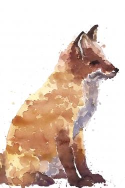 Red fox