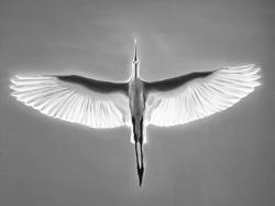 Great blue heron in flight - bird
