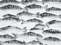 Gray shoal of fish