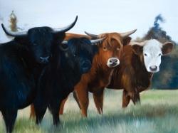 Four highland cows