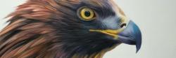 Brown-headed eagle