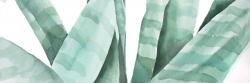 Watercolor striped desert plant