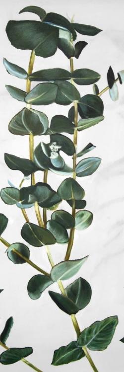 Eucalyptus stems