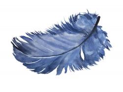 Plume bleue à l'aquarelle